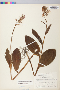 Platanthera grandiflora image