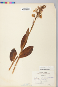 Platanthera grandiflora image