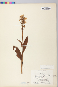 Platanthera grandiflora image