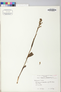 Platanthera lacera image