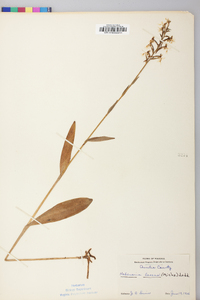 Platanthera lacera image