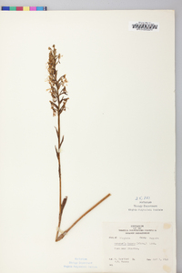 Platanthera lacera image