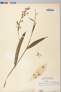 Platanthera lacera image