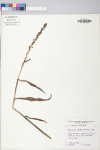 Platanthera lacera image