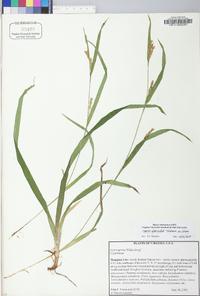 Carex glaucodea image