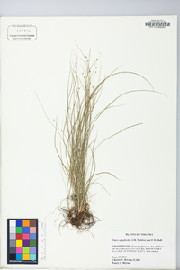 Carex appalachica image