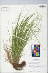 Carex appalachica image