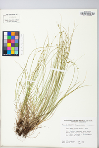 Carex appalachica image