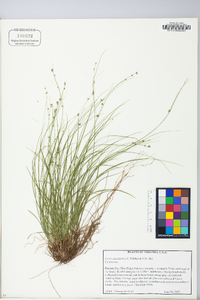 Carex appalachica image