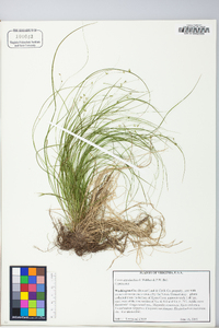 Carex appalachica image