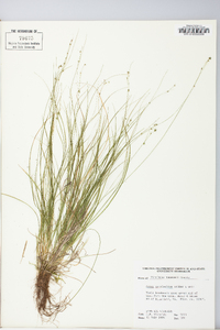 Carex appalachica image