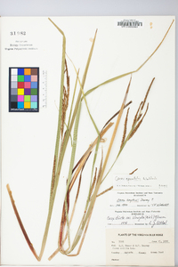 Carex aquatilis var. substricta image