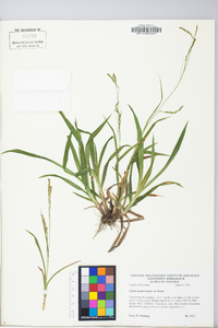 Carex arctata image