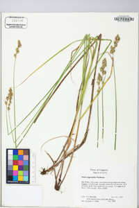 Carex argyrantha image