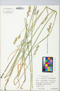 Carex argyrantha image