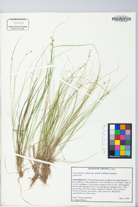 Carex atlantica subsp. capillacea image