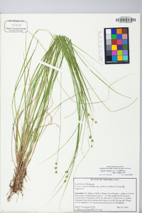 Carex atlantica subsp. atlantica image