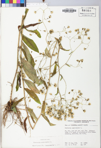 Hieracium paniculatum image