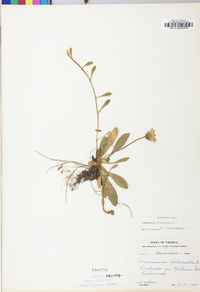 Hieracium pilosella image