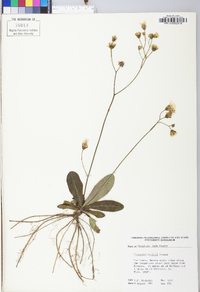 Hieracium traillii image