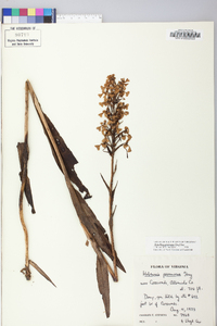 Platanthera peramoena image