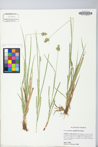 Carex austrina image