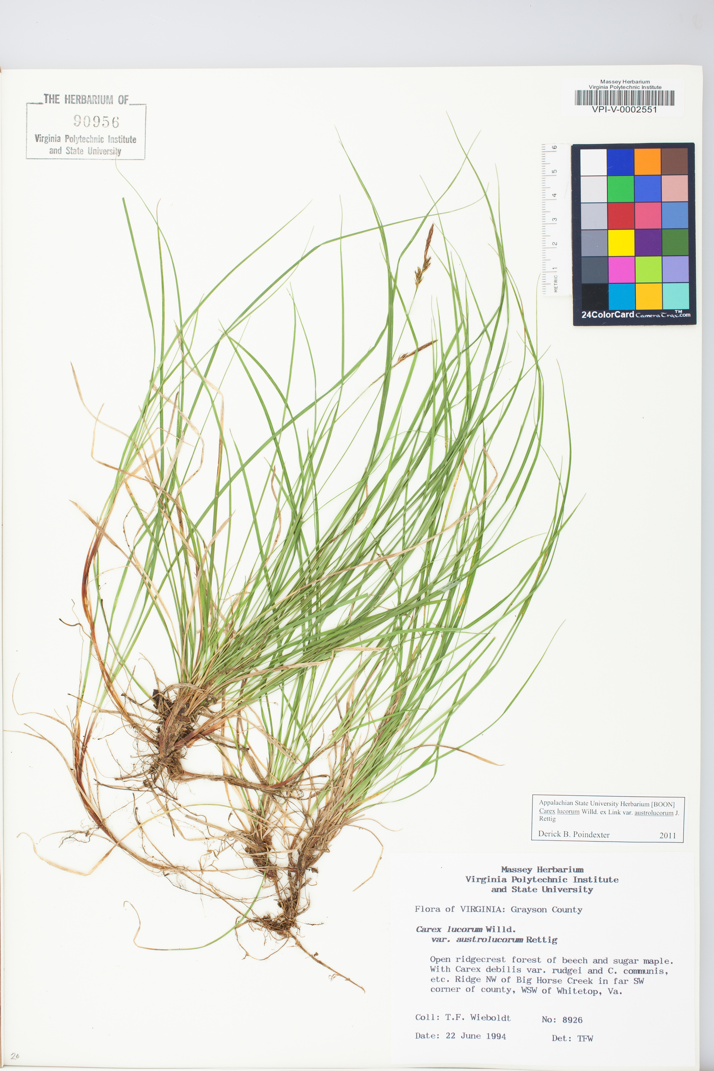 Carex austrolucorum image