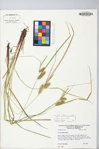 Carex baileyi image