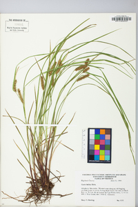 Carex baileyi image