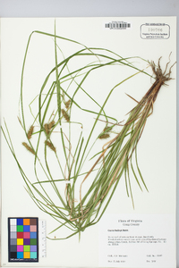 Carex baileyi image