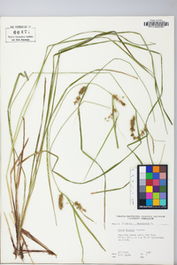 Carex baileyi image