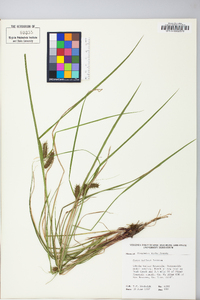 Carex baileyi image