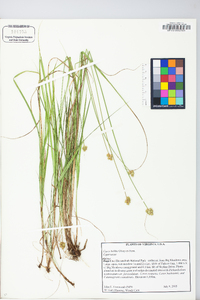 Carex bebbii image