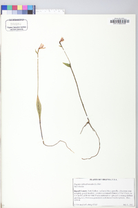 Pogonia ophioglossoides image