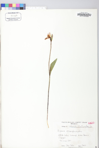 Pogonia ophioglossoides image