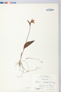 Pogonia ophioglossoides image