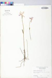 Pogonia ophioglossoides image