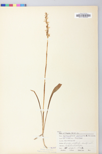 Spiranthes cernua image