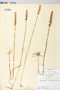 Spiranthes cernua image