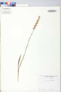 Spiranthes cernua image