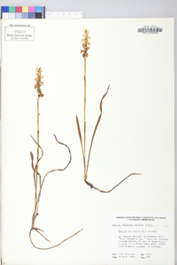 Spiranthes cernua image