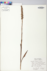 Spiranthes cernua image