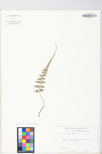 Asplenium x trudellii image