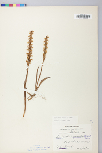 Spiranthes cernua image