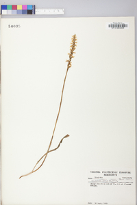 Spiranthes cernua image