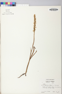 Spiranthes cernua image