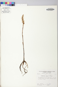 Spiranthes cernua image