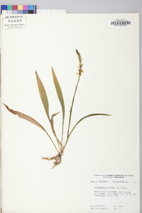 Spiranthes cernua image