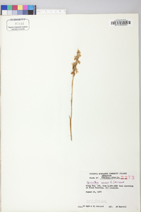 Spiranthes cernua image