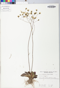 Hieracium venosum image